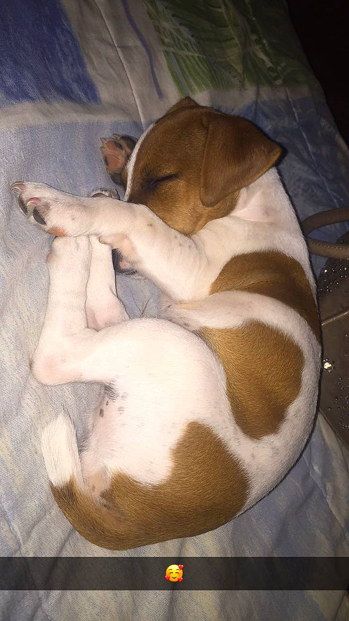 Joker participe au concours pour gagner de l'argent avec cette photo : brown, canidae, carnivore, comfort, companion_dog, dog, dog_bed, dog_breed, dog_supply, ear, fawn, linens, nap, paw, sleep, snout, sporting_group, tail, toy_dog, working_animal