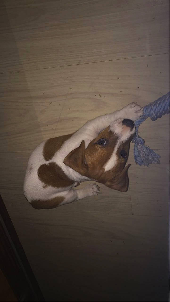 Joker participe au concours pour gagner de l'argent avec cette photo : art, canidae, ceiling, darkness, dog_breed, fawn, hardwood, livestock, paper_product, rectangle, snout, sporting_group, still_life_photography, tail, terrestrial_animal, tints_and_shades, visual_arts, whiskers, wood, working_animal