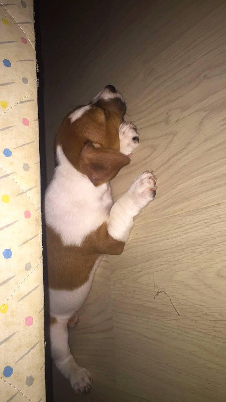 Joker a rejoint le concours — aidez-le/la à gagner de superbes lots ! abdomen, art, carnivore, comfort, companion_dog, dog, dog_breed, fawn, flooring, fur, hardwood, human_leg, knee, snout, sporting_group, tail, trunk, whiskers, wood, working_animal