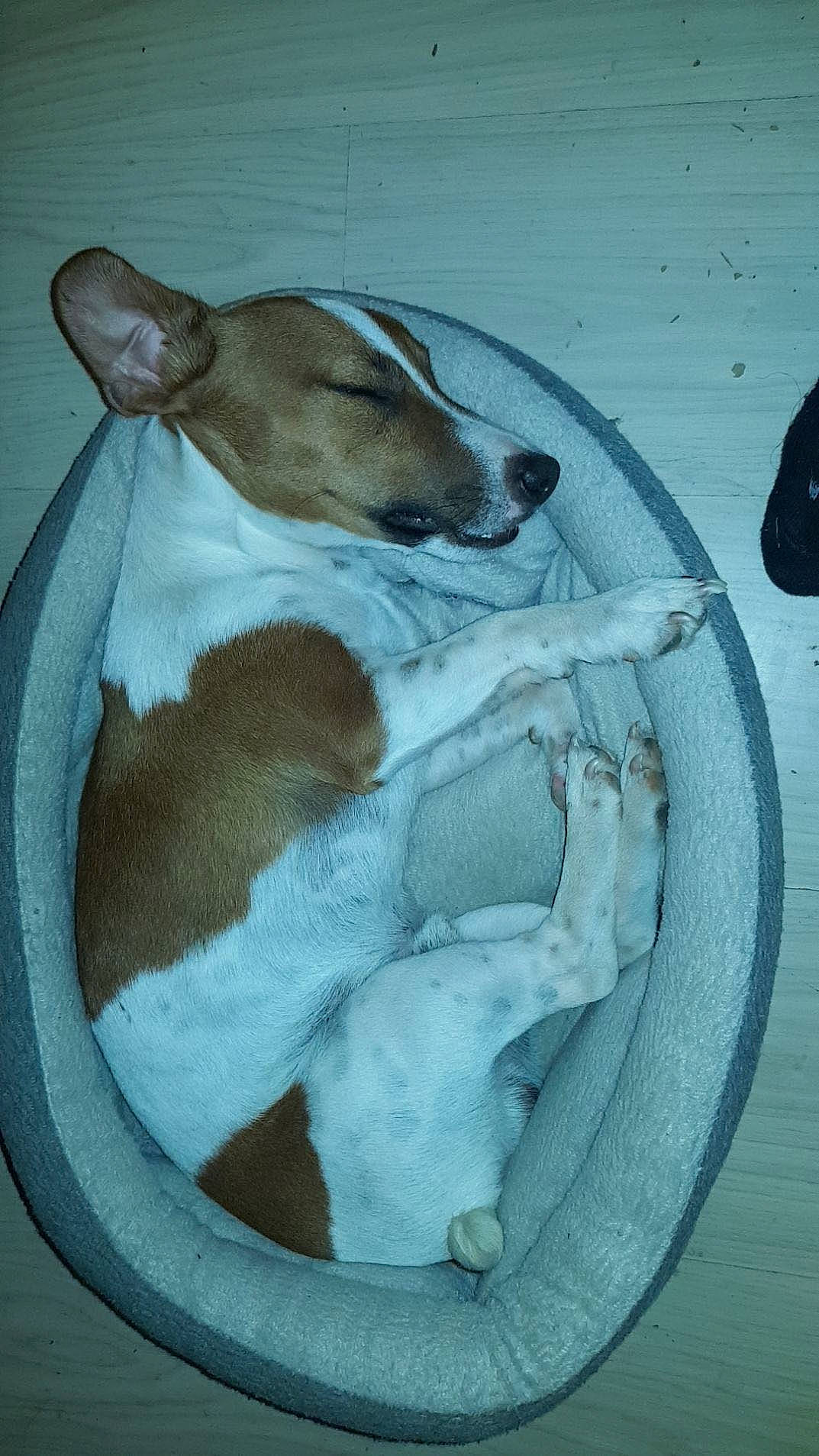 Joker participe au concours pour gagner de l'argent avec cette photo : carnivore, cat_supply, circle, companion_dog, dog, dog_breed, dog_supply, ear, fawn, food, fur, ingredient, paw, pet_supply, tail, terrestrial_animal, whiskers, working_animal