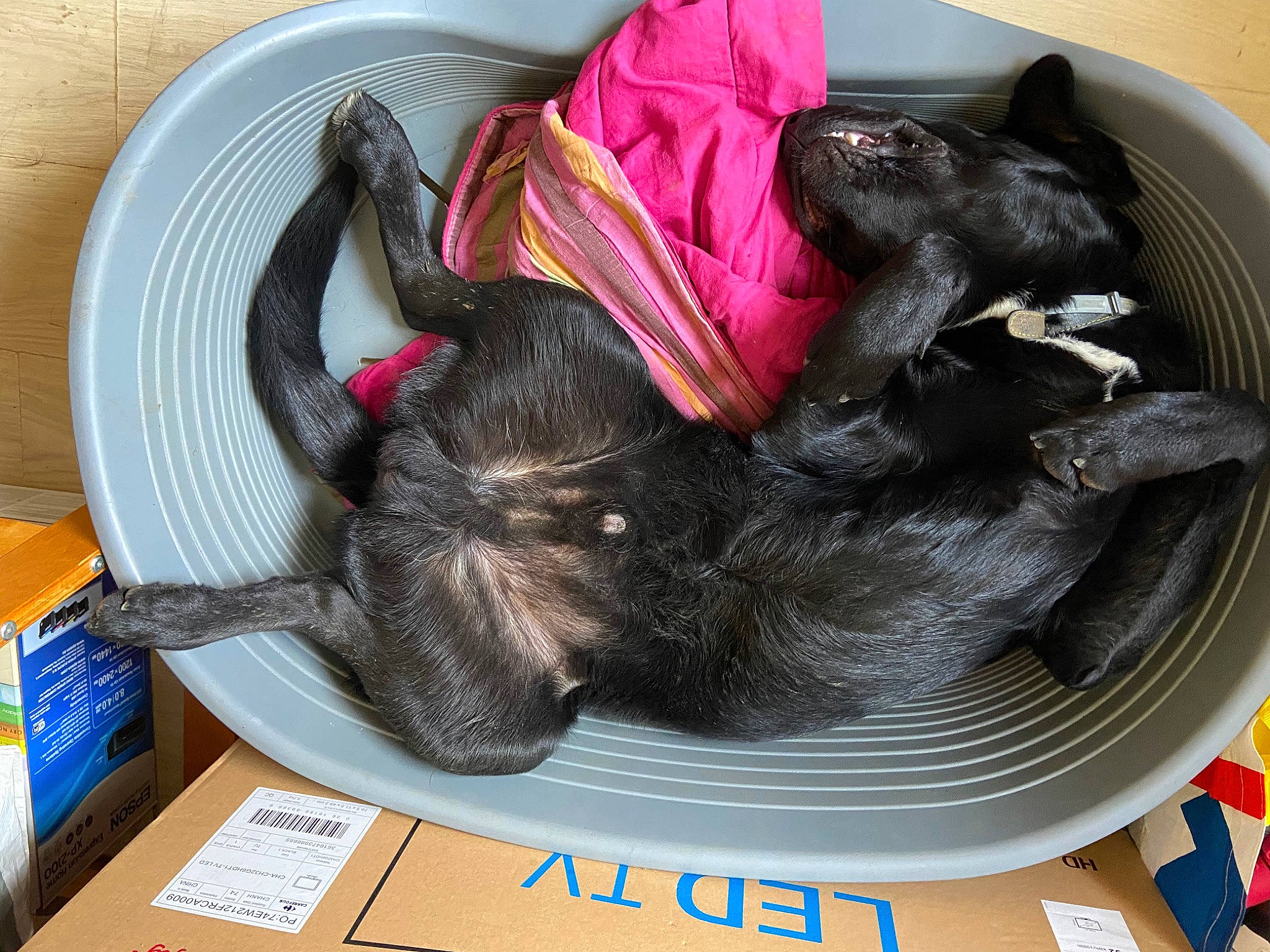 Aiden a rejoint le concours — aidez-le/la à gagner de superbes lots ! canidae, carnivore, comfort, companion_dog, dog_breed, felidae, fur, linens, nap, sleep, sporting_group, tail, thread, wool