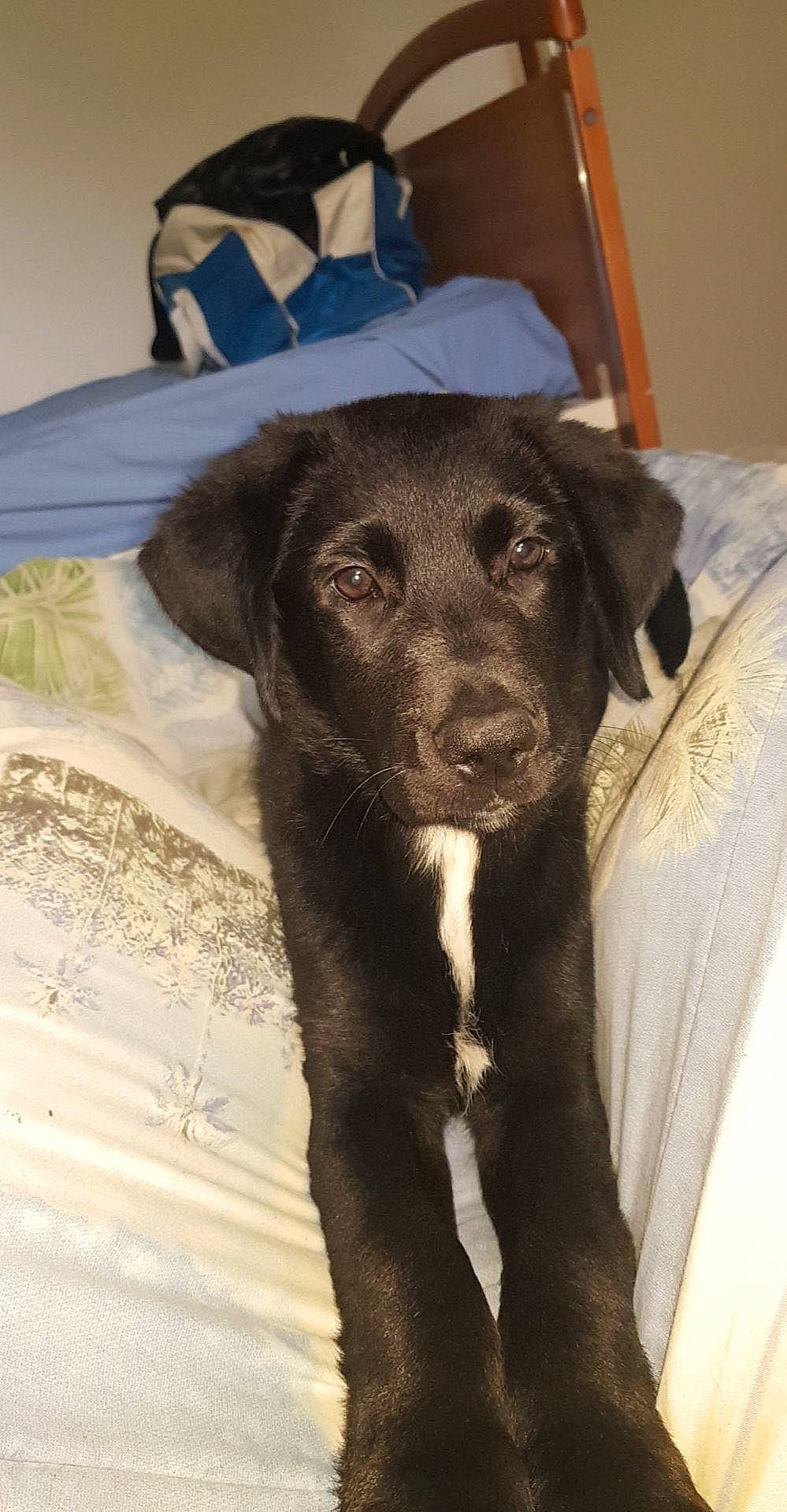 Aiden a rejoint le concours — aidez-le/la à gagner de superbes lots ! borador, canidae, carnivore, chair, collar, companion_dog, dog, dog_breed, dog_collar, fawn, fur, hat, hunting_dog, labrador_retriever, liver, snout, sporting_group, terrestrial_animal, whiskers, working_animal