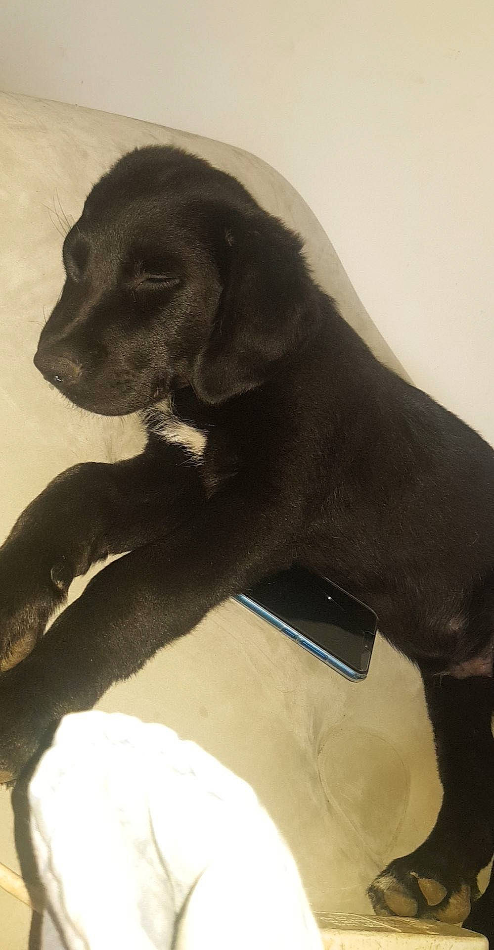 Aiden a rejoint le concours — aidez-le/la à gagner de superbes lots ! borador, canidae, carnivore, comfort, companion_dog, dog, dog_breed, dog_collar, fur, gun_dog, hunting_dog, labrador_retriever, liver, retriever, snout, sporting_group, tail, terrestrial_animal, whiskers, working_animal