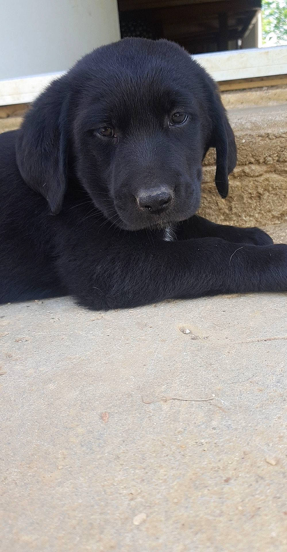 Aiden a rejoint le concours — aidez-le/la à gagner de superbes lots ! borador, canidae, carnivore, companion_dog, dog, dog_breed, fur, gun_dog, hunting_dog, labrador_retriever, liver, retriever, road_surface, shadow, snout, sporting_group, terrestrial_animal, whiskers, working_animal