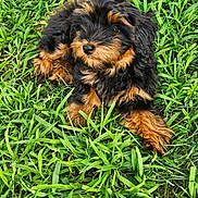 Bella joined the competition — help win amazing prizes! puppy, dog, grass, outdoor, pet, animal, cute, fur, black, brown, young, nature, laying, green, small, adorable, fluffy, mammal, canine, friendly