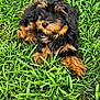 puppy, dog, grass, outdoor, pet, animal, cute, fur, black, brown, young, nature, laying, green, small, adorable, fluffy, mammal, canine, friendly