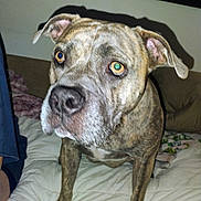 Indie is registered to the contest to win money with this photo: dog, brindle, pet, indoor, bed, comforter, pillow, canine, animal, closeup, fur, ears, eyes, nose, whiskers, muzzle, legs, expression, looking, curious