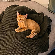 Oliver joined the competition — help win amazing prizes! cat, kitten, sleeping, blanket, knitted_blanket, couch, indoor, cozy, orange_cat, pet, feline, relaxed, soft_lighting, home, fur, resting, paw, whiskers, furniture, comfort