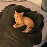 cat, kitten, sleeping, blanket, knitted_blanket, couch, indoor, cozy, orange_cat, pet, feline, relaxed, soft_lighting, home, fur, resting, paw, whiskers, furniture, comfort