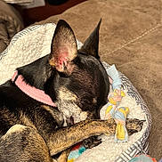 Rosie is registered to the contest to win money with this photo: dog, sleeping, pet_bed, toy, blanket, cozy, paw, collar, small_dog, fur, resting, indoor, cute, closeup, animal, comfort, relaxed, canine, snuggled, napping