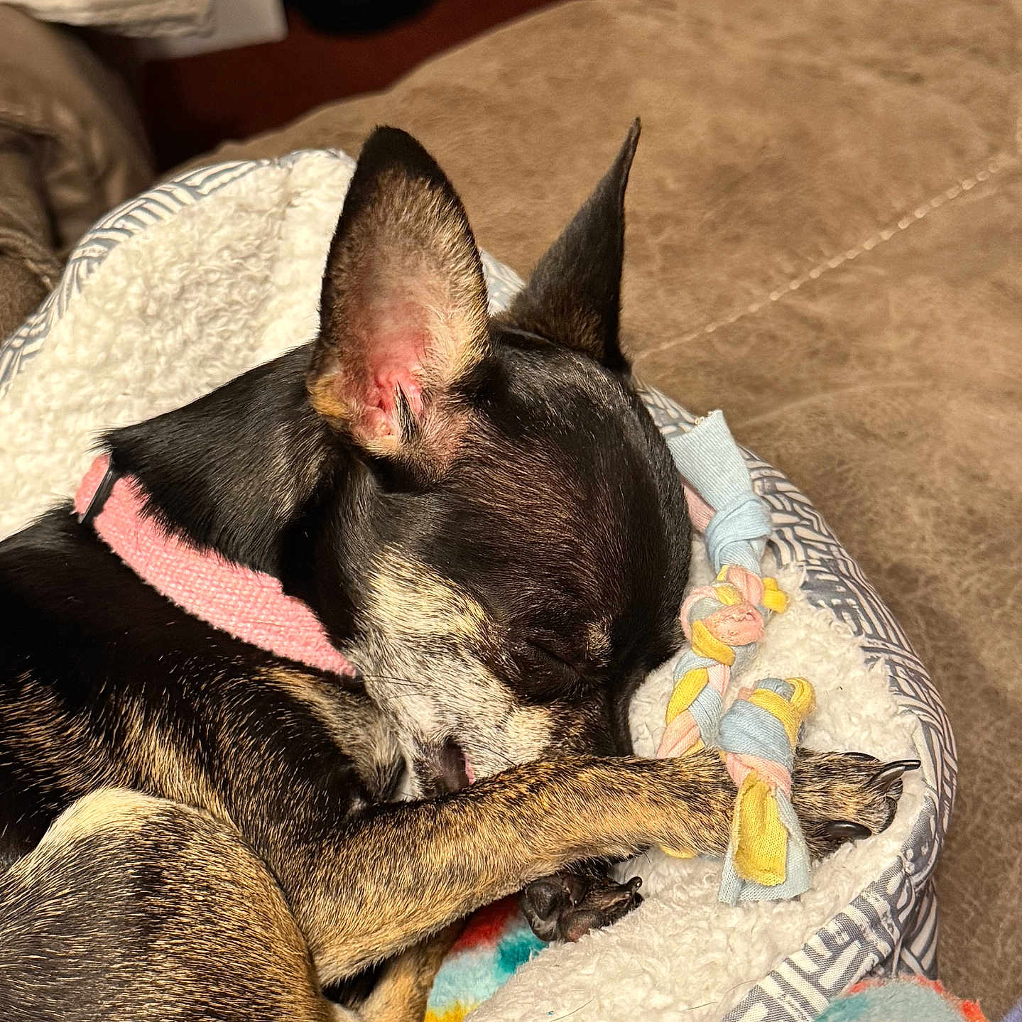 Rosie is registered to the contest to win money with this photo: animal, blanket, canine, closeup, collar, comfort, cozy, cute, dog, fur, indoor, napping, paw, pet_bed, relaxed, resting, sleeping, small_dog, snuggled, toy