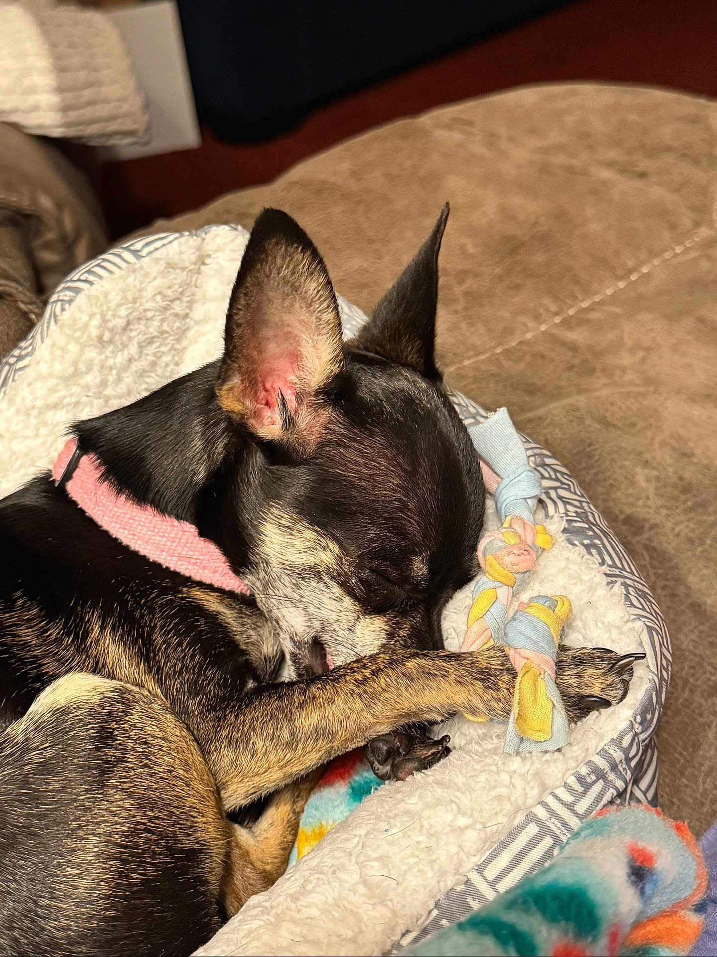 Rosie is registered to the contest to win money with this photo: dog, sleeping, pet_bed, toy, blanket, cozy, paw, collar, small_dog, fur, resting, indoor, cute, closeup, animal, comfort, relaxed, canine, snuggled, napping