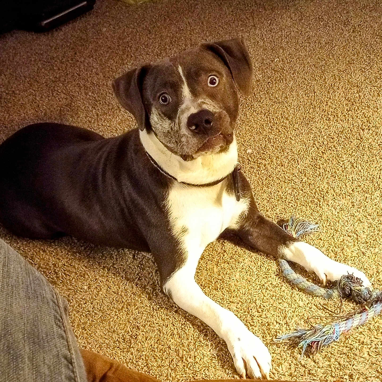 Odin joined the competition — help win amazing prizes! dog, pet, carpet, indoor, toy, rope_toy, black_and_white, canine, lying_down, playful, curious, domestic_animal, animal, mammal, fur, collar, paw, looking_up, household, companion