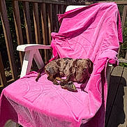 Ulyo participe au concours pour gagner de l'argent avec cette photo : bone, brindle_coat, chew_toy, closeup, dachshund, dog, greenery, lounge_chair, outdoor, patio_deck, pet, pink_towel, relaxing, shadow, sleepy, small_dog, summer, sunlit, wooden_floor, wooden_railing