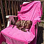 bone, brindle_coat, chew_toy, closeup, dachshund, dog, greenery, lounge_chair, outdoor, patio_deck, pet, pink_towel, relaxing, shadow, sleepy, small_dog, summer, sunlit, wooden_floor, wooden_railing