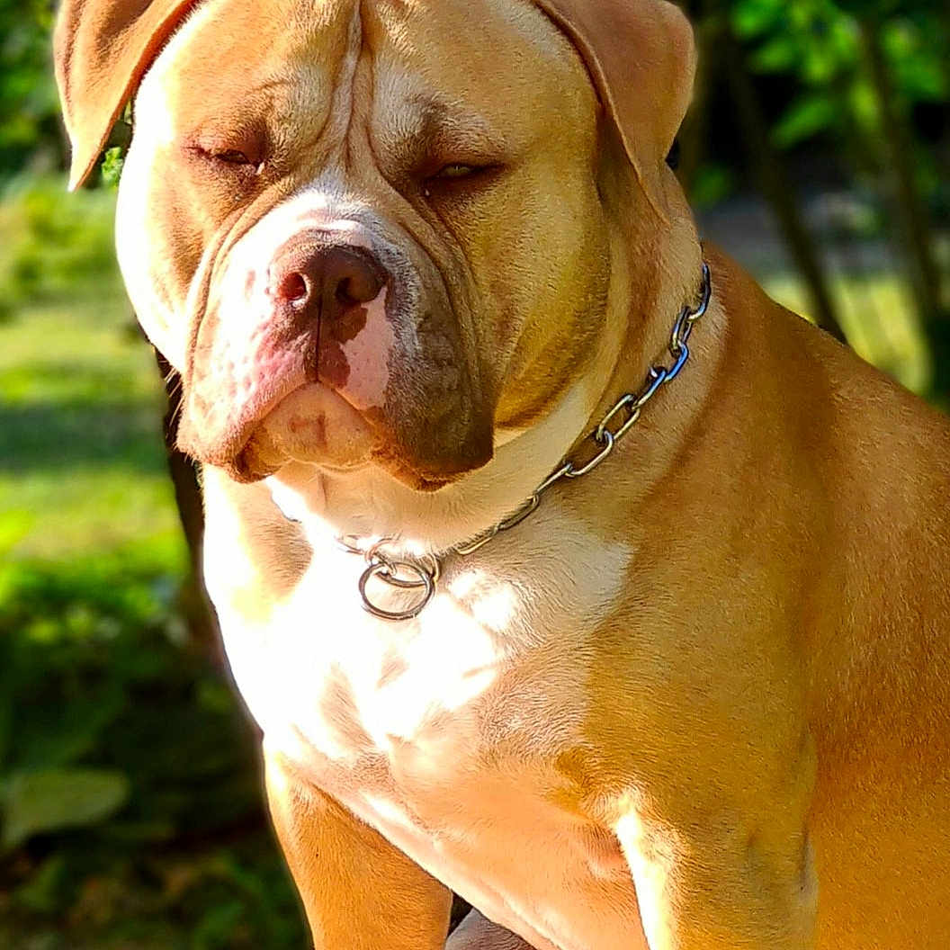 Thor participe au concours pour gagner de l'argent avec cette photo : accessories, animal, boxer, bulldog, canine, collar, dog, frenchbulldog, hound, jewelry, necklace, pet, pitbull, puppy, snout, whitedog