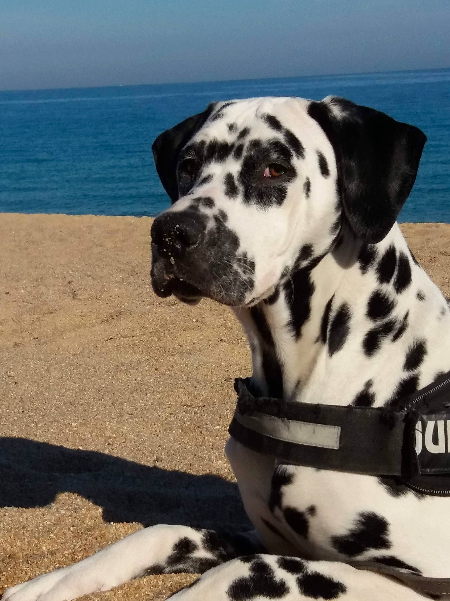 Tenessi a rejoint le concours — aidez-le/la à gagner de superbes lots ! beach, blue, canidae, carnivore, collar, companion_dog, dalmatian, dog, dog_breed, dog_collar, fawn, non_sporting_group, ocean, sky, snout, sporting_group, terrestrial_animal, water, working_animal, working_dog