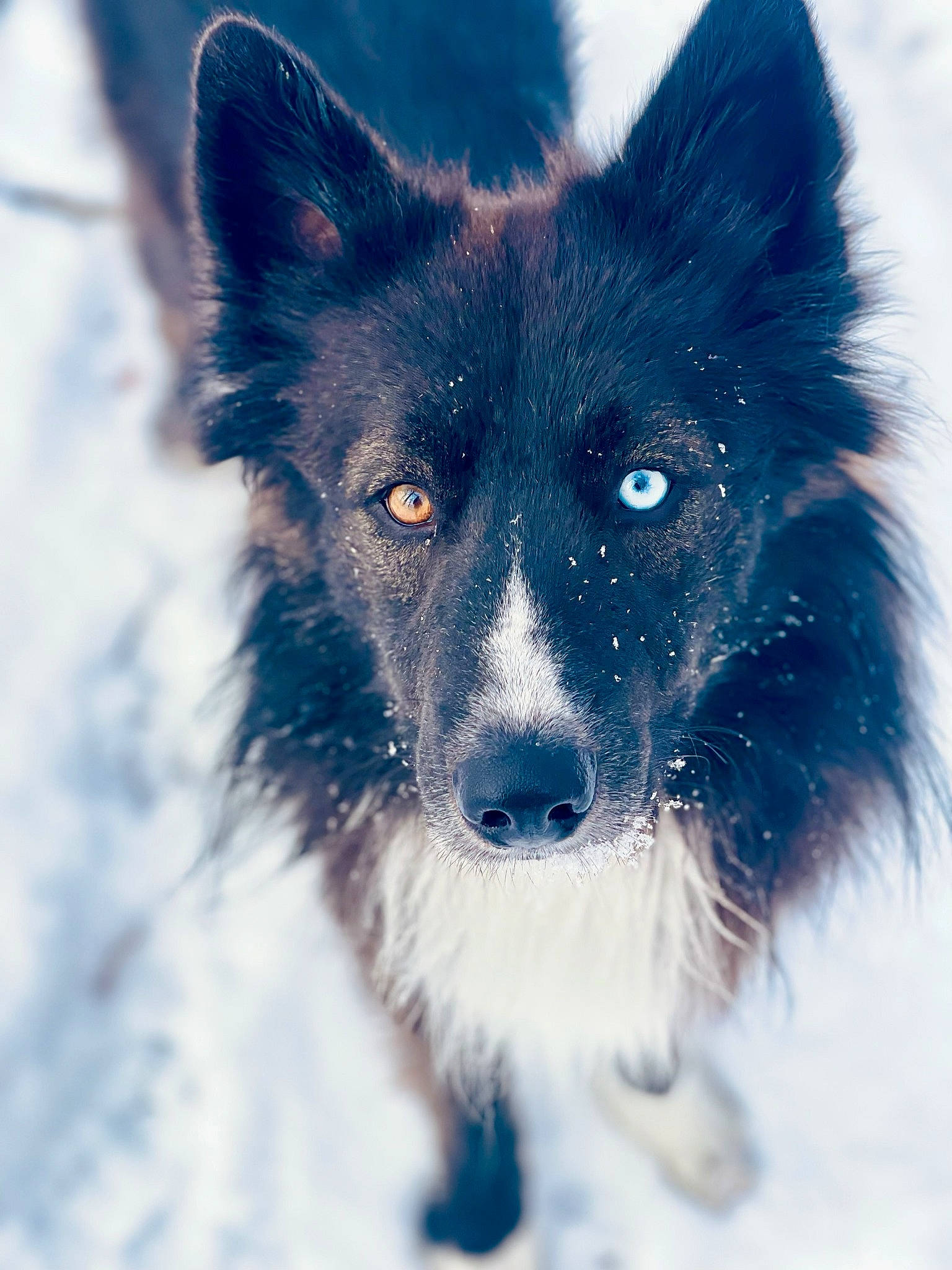 Blink joined the competition — help win amazing prizes! border_collie, canidae, carnivore, collar, companion_dog, dog, dog_breed, dog_collar, dog_supply, electric_blue, fur, herding_dog, shout, snout, snow, sporting_group, whiskers, winter, working_animal, working_dog