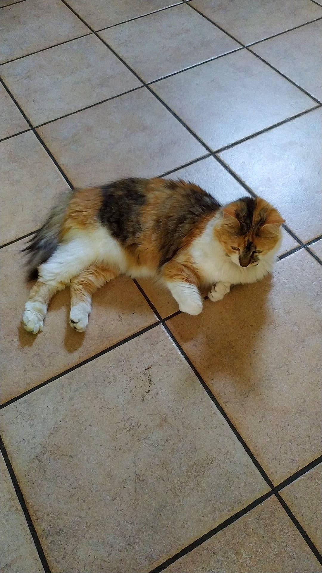 Pistache participe au concours pour gagner de l'argent avec cette photo : canidae, carnivore, cat, companion_dog, dog_breed, domestic_short_haired_cat, fawn, felidae, floor, flooring, fur, hardwood, human_leg, paw, small_to_medium_sized_cats, snout, tail, tile, whiskers, wood