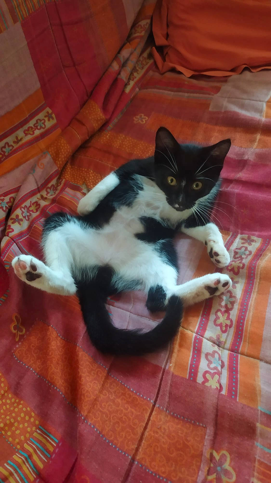 Féline a rejoint le concours — aidez-le/la à gagner de superbes lots ! canidae, carmine, carnivore, cat, comfort, dog_breed, domestic_short_haired_cat, felidae, flooring, foot, fur, hardwood, human_leg, lap, paw, room, small_to_medium_sized_cats, tail, whiskers, wood