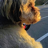Covie is registered to the contest to win money with this photo: dog, fluffy, side_view, outdoor, daylight, parking_lot, car, sunlight, animal, pet, fur, close_up, road, nature, vehicle, street, canine, profile, transportation, parked_car