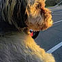 dog, fluffy, side_view, outdoor, daylight, parking_lot, car, sunlight, animal, pet, fur, close_up, road, nature, vehicle, street, canine, profile, transportation, parked_car