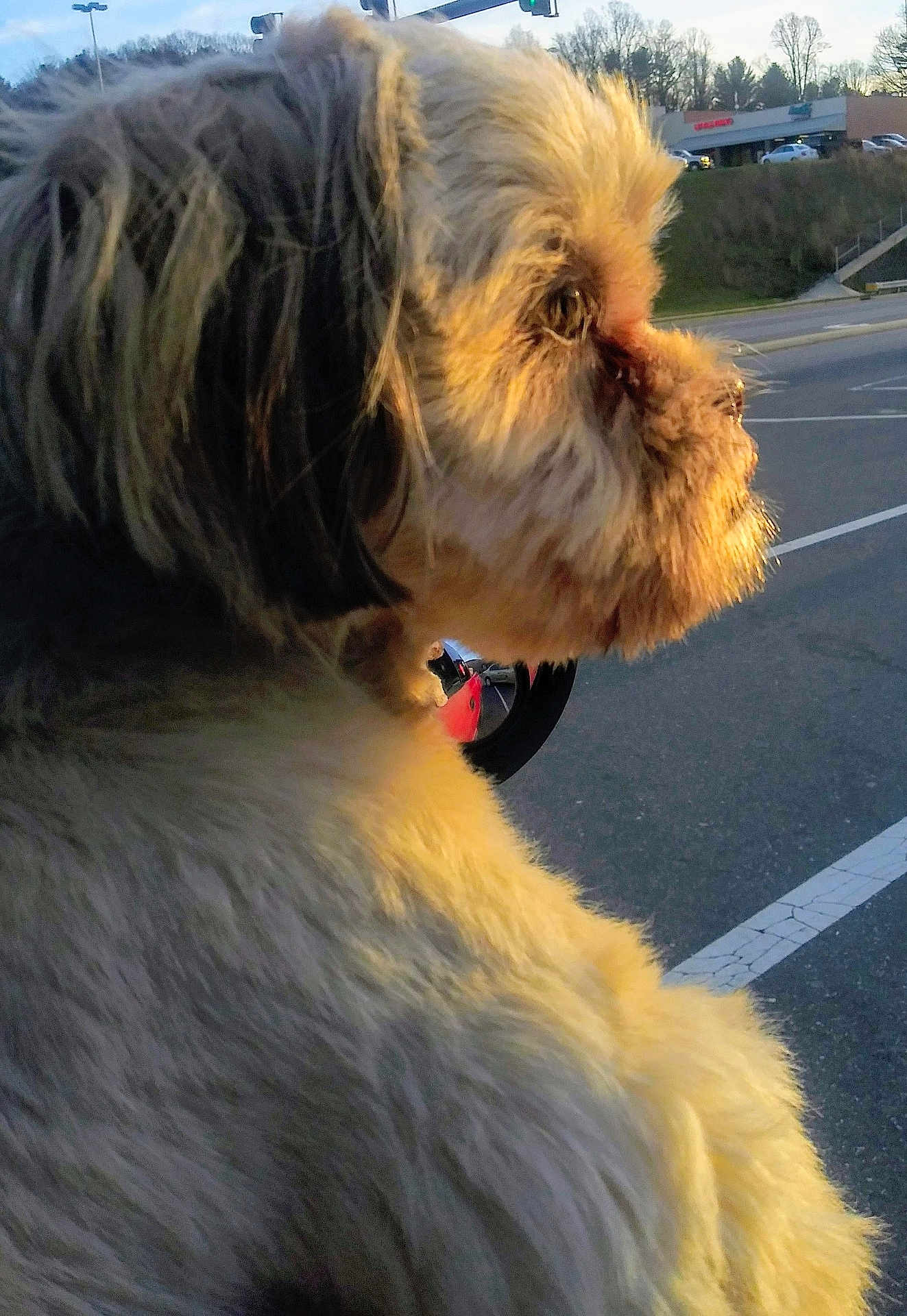 Covie is registered to the contest to win money with this photo: dog, fluffy, side_view, outdoor, daylight, parking_lot, car, sunlight, animal, pet, fur, close_up, road, nature, vehicle, street, canine, profile, transportation, parked_car