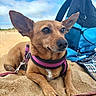 animal, backpack, beach, blanket, brown_dog, canine, closeup, clouds, daylight, dog, harness, leash, nature, outdoor, pet, relaxed, resting, sand, sky, summer