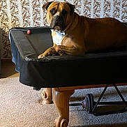 Tank is registered to the contest to win money with this photo: dog, indoor, pool_table, carpet, wallpaper, brown_dog, pet, animal, furniture, relaxed, looking_at_camera, toy_ball, calm, home, legs, wooden_legs, resting, large_dog, mammal, companion
