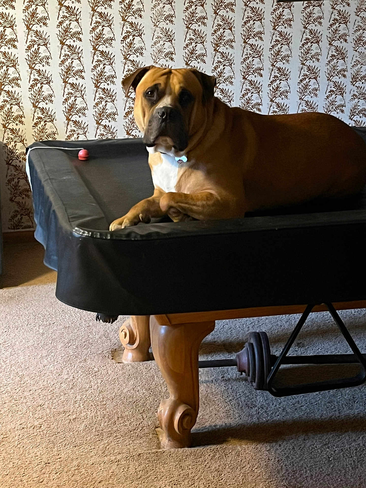 Tank is registered to the contest to win money with this photo: dog, indoor, pool_table, carpet, wallpaper, brown_dog, pet, animal, furniture, relaxed, looking_at_camera, toy_ball, calm, home, legs, wooden_legs, resting, large_dog, mammal, companion