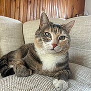 Pêche a rejoint le concours — aidez-le/la à gagner de superbes lots ! cat, feline, pet, indoor, couch, sofa, fur, whiskers, ears, paws, wood_paneling, relaxed, looking, closeup, domestic_animal, tabby, white_paws, texture, comfortable, cozy