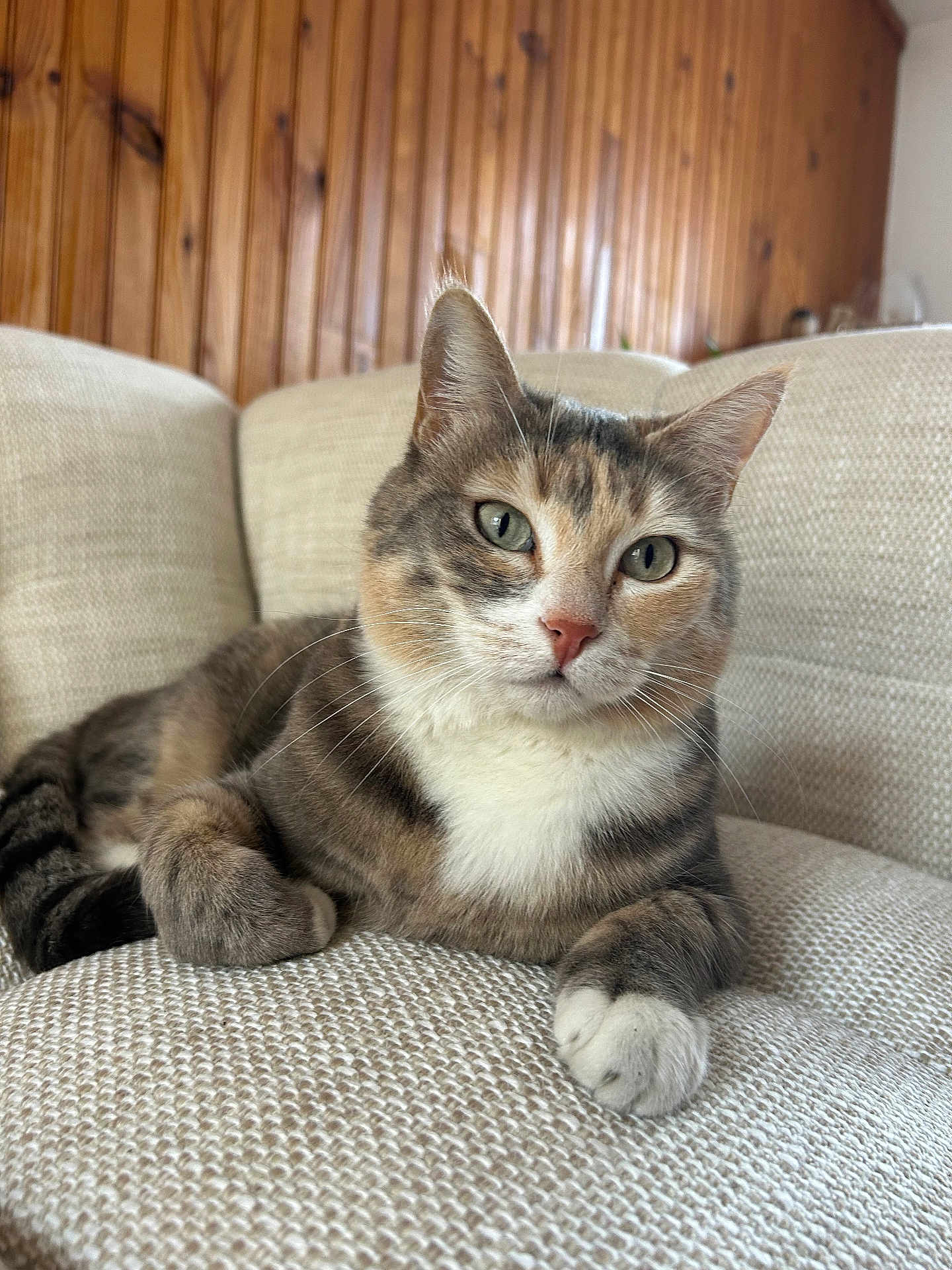 Pêche a rejoint le concours — aidez-le/la à gagner de superbes lots ! cat, feline, pet, indoor, couch, sofa, fur, whiskers, ears, paws, wood_paneling, relaxed, looking, closeup, domestic_animal, tabby, white_paws, texture, comfortable, cozy
