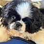 Harley joined the competition — help win amazing prizes! puppy, dog, black_and_white, fluffy, close_up, face, pet, animal, fur, cute, resting, indoor, portrait, small_dog, whiskers, eyes, nose, soft, companion, adorable