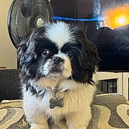 Harley joined the competition — help win amazing prizes! puppy, dog, black_and_white, fluffy, pet, indoor, cushion, fan, living_room, adorable, small_dog, collar, tag, fur, cute, animal, close_up, portrait, home, calm