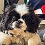 Harley is registered to the contest to win money with this photo: puppy, dog, black_and_white, fluffy, indoor, close_up, pet_tag, cute, lying_down, fur, animal, young_dog, face, whiskers, nose, paw, curious, domestic_animal, cozy, companion