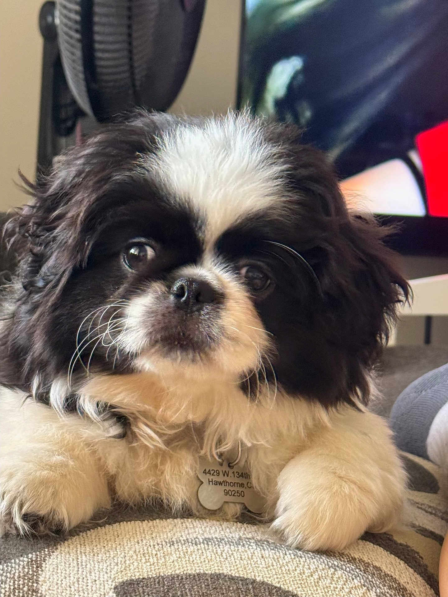 Harley