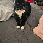 Luna-Tic is registered to the contest to win money with this photo: animal, black_and_white, cat, cozy, domestic_cat, foot, fur, furniture, gray_surface, home, human, indoor, looking, paws, pet, relaxation, resting, sitting, tuxedo_cat, whiskers