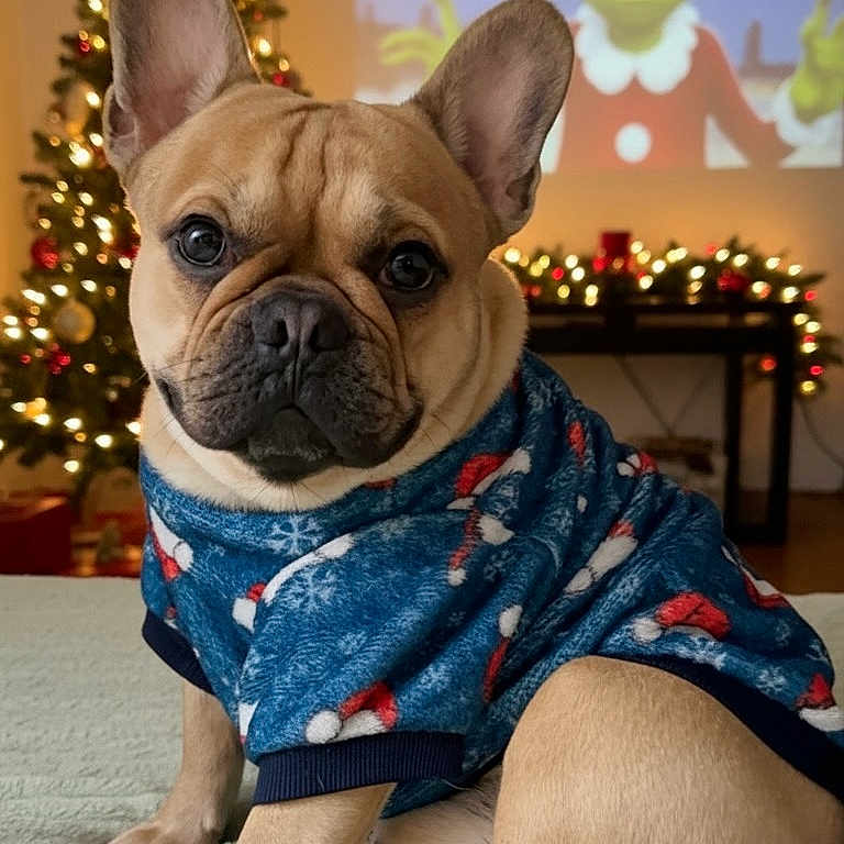 Rey participe au concours pour gagner de l'argent avec cette photo : animal, bed, christmas, christmas_tree, cozy, cute, dog, festive, french_bulldog, grinch, holiday, holiday_decor, indoor, lights, ornaments, pet, portrait, projection, santa_hat, sweater