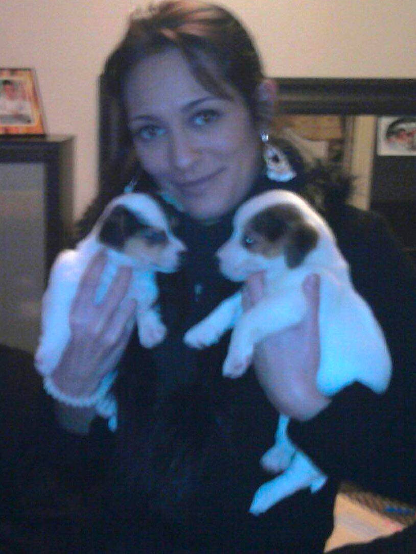 Gweedy a rejoint le concours — aidez-le/la à gagner de superbes lots ! boston_terrier, canidae, carnivore, companion_dog, dog, dog_breed, joy, person, puppy, sporting_group