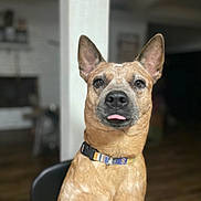 Remi is registered to the contest to win money with this photo: dog, pet, brown_coat, collar, tongue_out, ears_up, indoor, blurred_background, wooden_floor, chair, canine, animal, portrait, cute, friendly, domestic, mammal, house, fur, companion