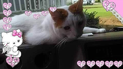 Delilah joined the competition — help win amazing prizes! aegean_cat, carnivore, cat, domestic_short_haired_cat, felidae, kitten, photo_caption, small_to_medium_sized_cats, turkish_angora, turkish_van, whiskers