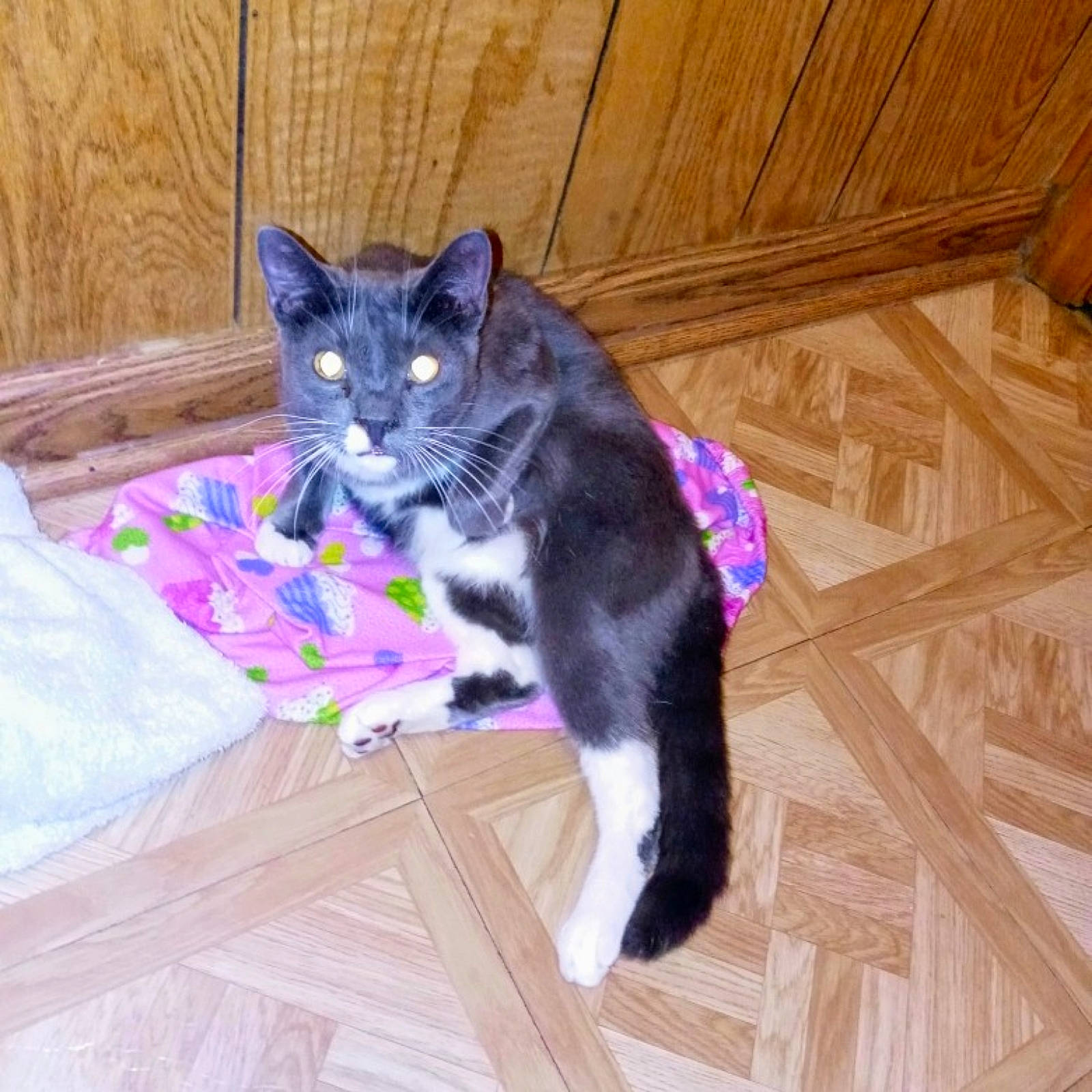 Junior is registered to the contest to win money with this photo: black_cat, carnivore, cat, domestic_short_haired_cat, european_shorthair, felidae, floor, fur, hardwood, kitten, mammal, polydactyl_cat, small_to_medium_sized_cats, tail, whiskers