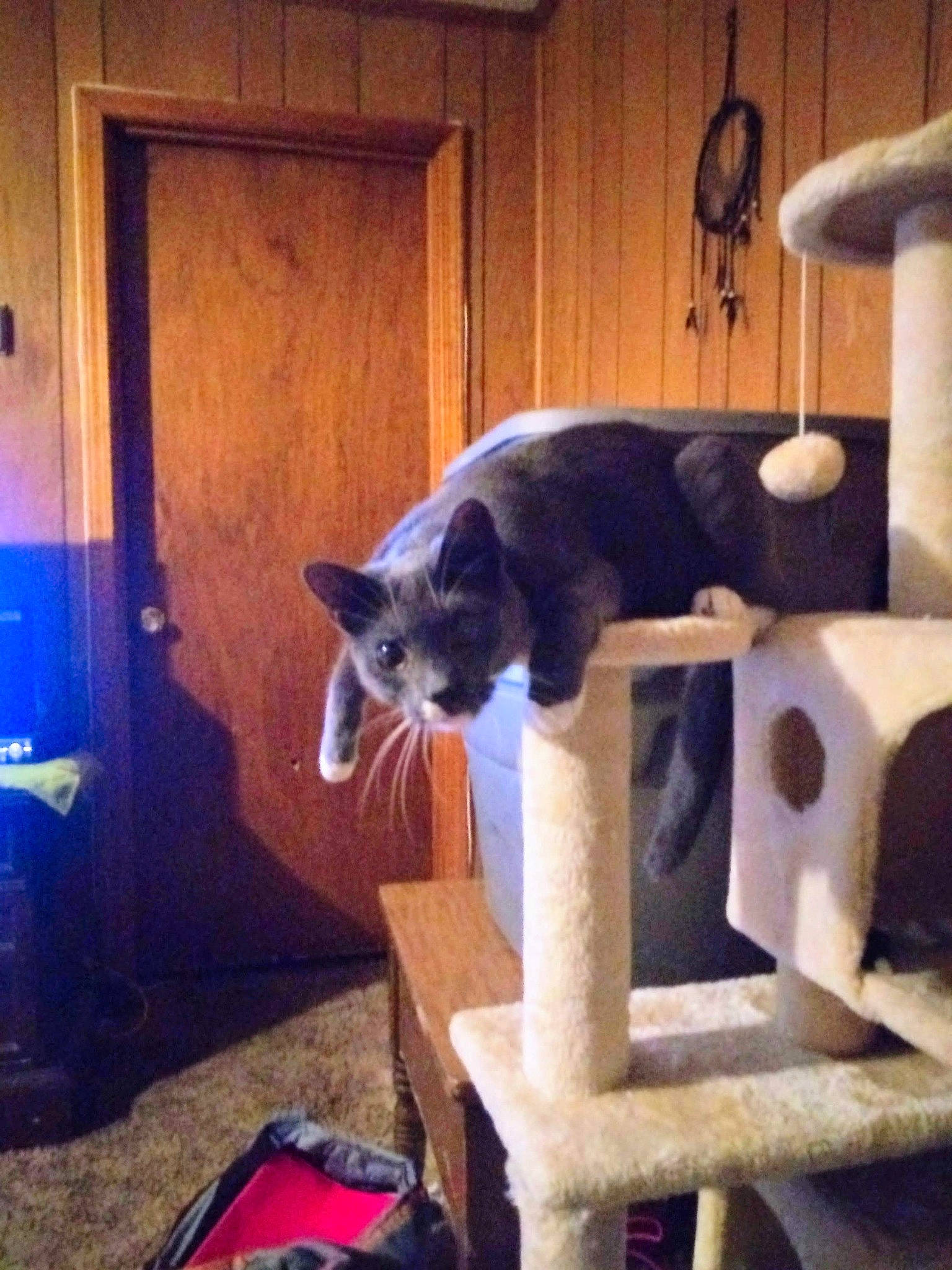 Junior joined the competition — help win amazing prizes! black_cat, carnivore, cat, cat_furniture, domestic_short_haired_cat, european_shorthair, felidae, kitten, play, russian_blue, small_to_medium_sized_cats, whiskers