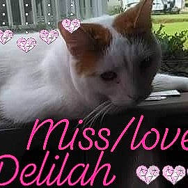 Bubba is registered to the contest to win money with this photo: aegean_cat, asian, carnivore, cat, felidae, font, kitten, photo_caption, photography, polydactyl_cat, small_to_medium_sized_cats, whiskers