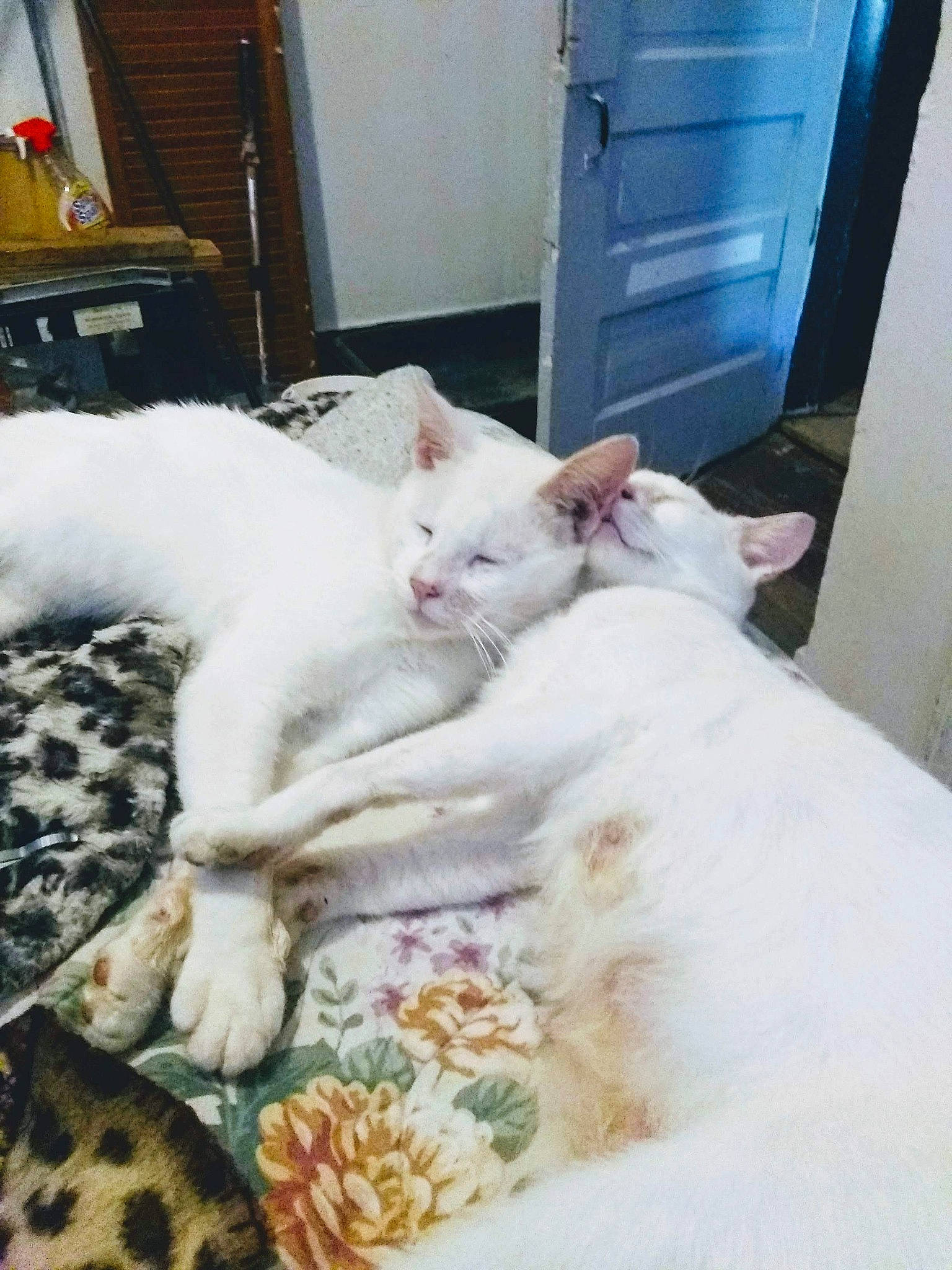 Bubba is registered to the contest to win money with this photo: asian, burmilla, carnivore, cat, colorpoint_shorthair, domestic_short_haired_cat, felidae, khao_manee, kitten, nose, small_to_medium_sized_cats, tail, turkish_angora, turkish_van, whiskers