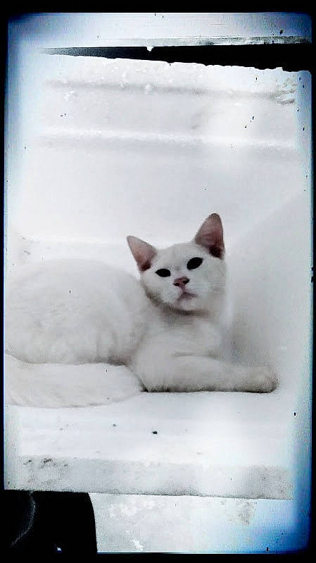 Bubba is registered to the contest to win money with this photo: aegean_cat, burmilla, carnivore, cat, domestic_short_haired_cat, felidae, khao_manee, kitten, ojos_azules, ragdoll, small_to_medium_sized_cats, turkish_angora, turkish_van, whiskers, white, window