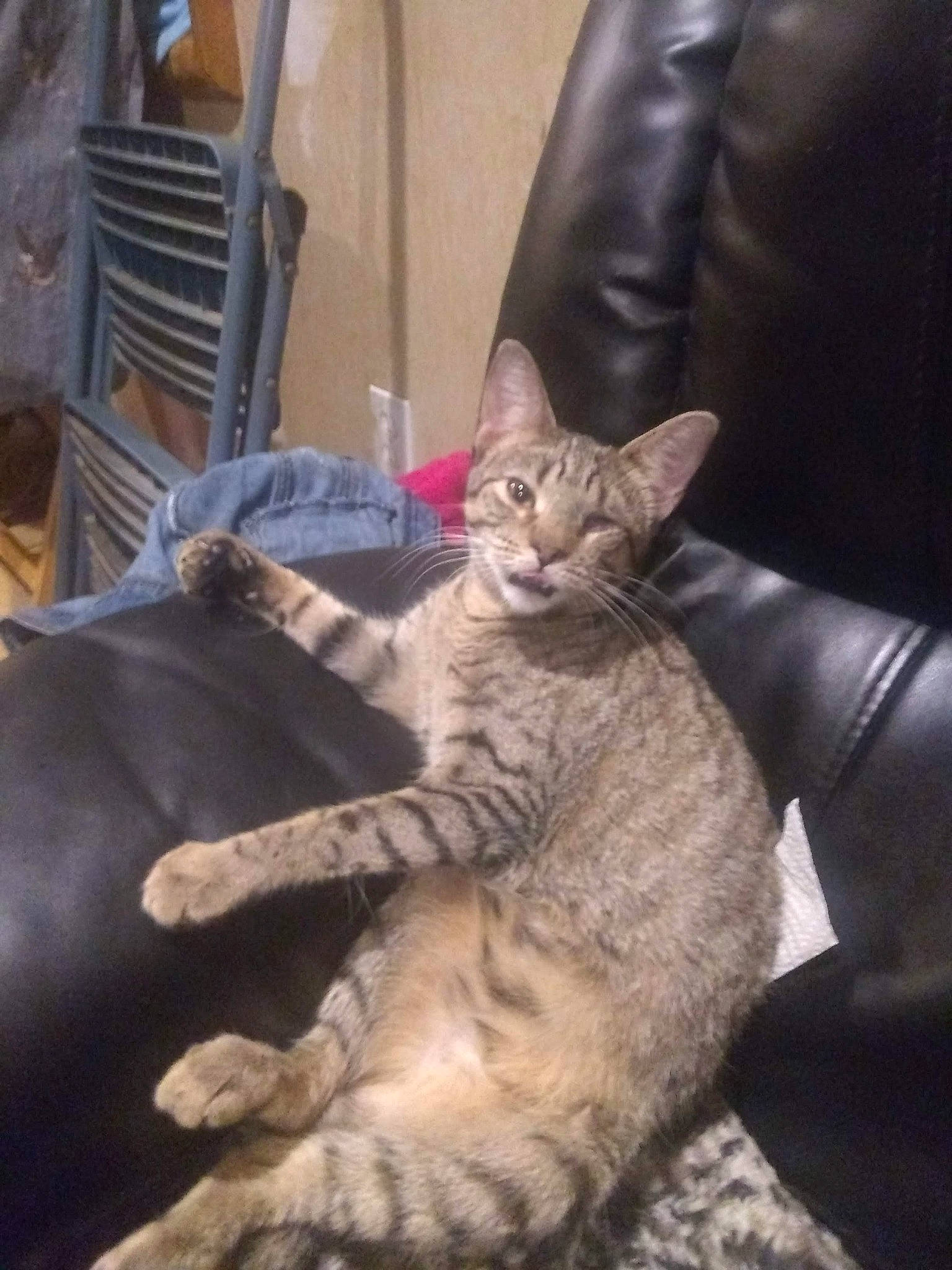 Tinkerbell joined the competition — help win amazing prizes! asian, california_spangled, carnivore, cat, chausie, devon_rex, domestic_short_haired_cat, dragon_li, egyptian_mau, european_shorthair, felidae, german_rex, kitten, mammal, pixie_bob, savannah, small_to_medium_sized_cats, tabby_cat, vertebrate, whiskers