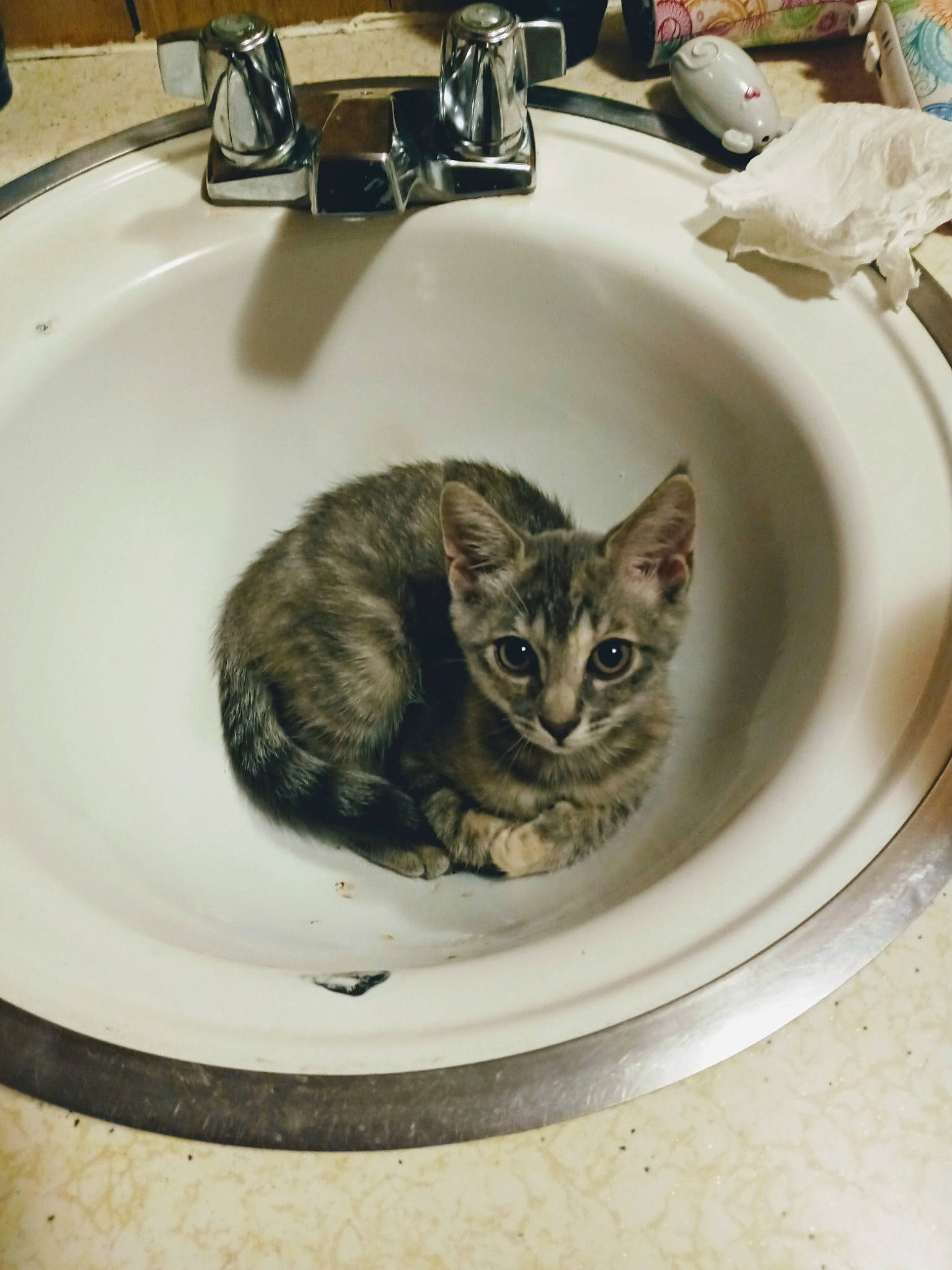 Little Girl joined the competition — help win amazing prizes! american_shorthair, bidet, carnivore, cat, domestic_short_haired_cat, dragon_li, european_shorthair, felidae, fur, kitten, plumbing_fixture, sink, small_to_medium_sized_cats, tabby_cat, washing, whiskers