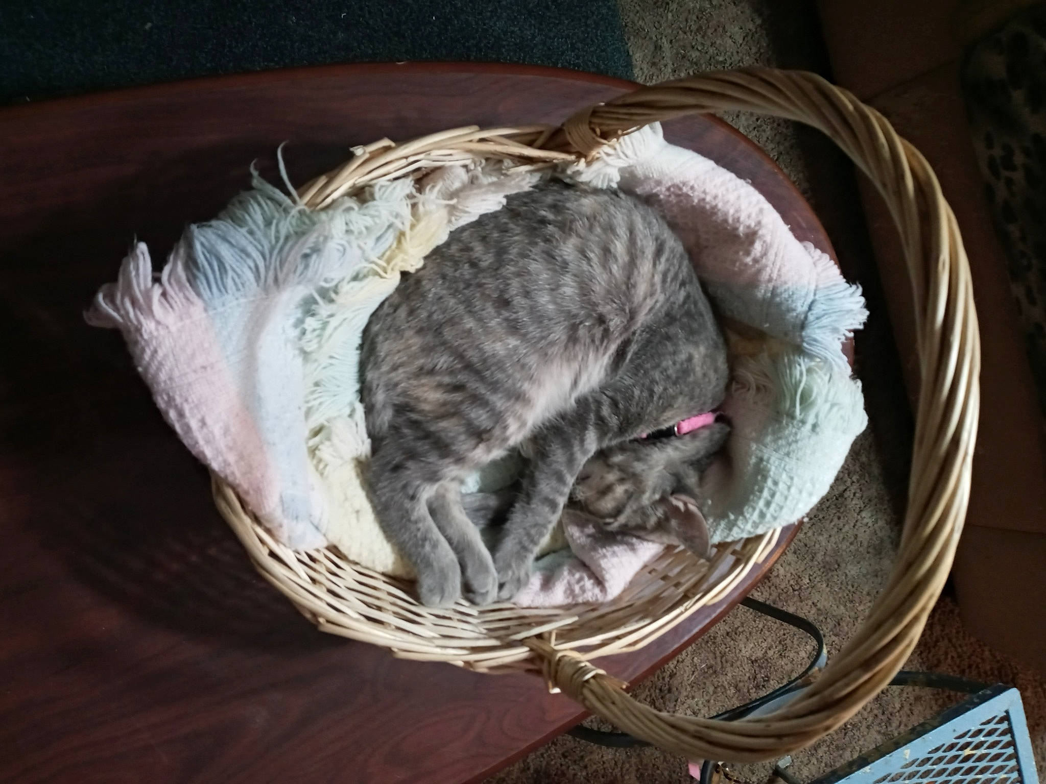 Little Girl is registered to the contest to win money with this photo: carnivore, cat, felidae, fur, nap, small_to_medium_sized_cats