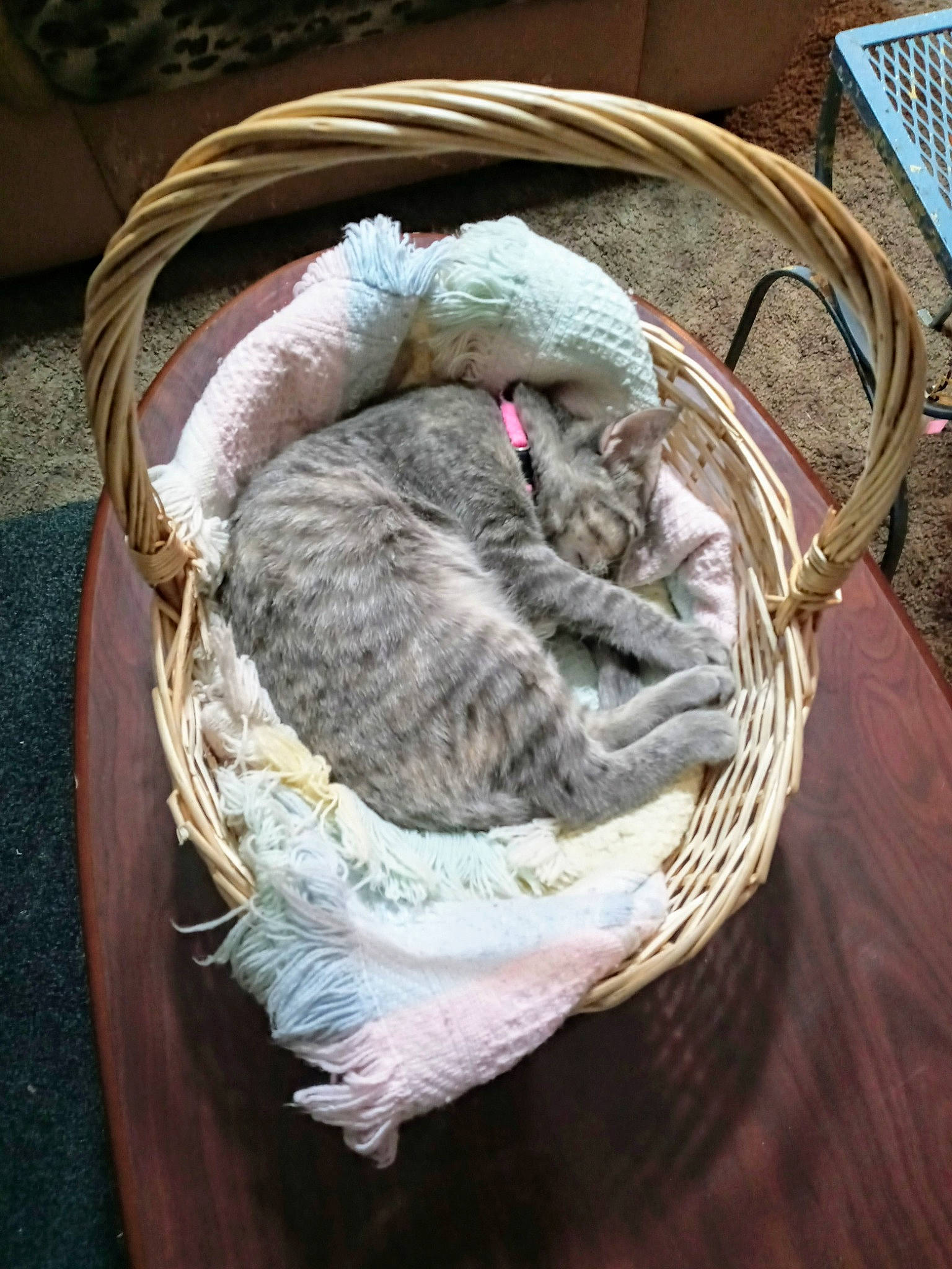 Little Girl is registered to the contest to win money with this photo: basket, cat, cat_bed, felidae, nap, sleep, small_to_medium_sized_cats, wicker